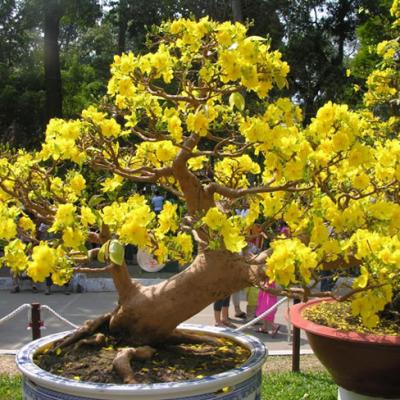 Những loại cây phong thủy mang ý nghĩa tốt lành nên trồng cuối năm